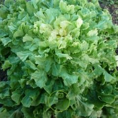 Chicorée scarole Blonde à coeur plein BIO 1 grammes Chicorée scarole Blonde à coeur plein BIO 1 grammes