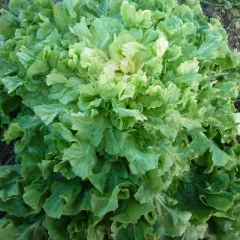 Chicorée scarole Blonde à coeur plein BIO 1 gramme