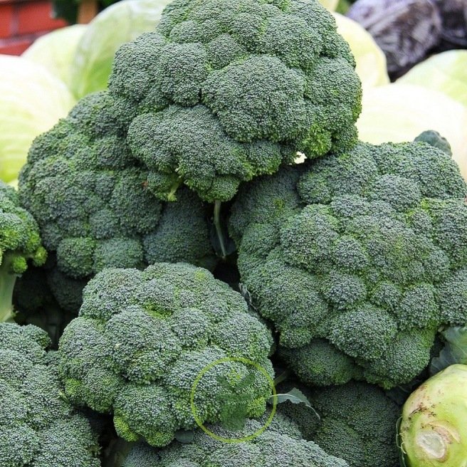 Graines de Chou brocoli Calabrese Bio