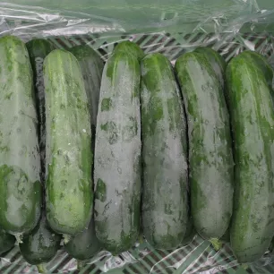 Concombre Marketmore BIO