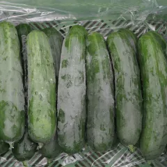 Concombre Marketmore BIO 1 gramme