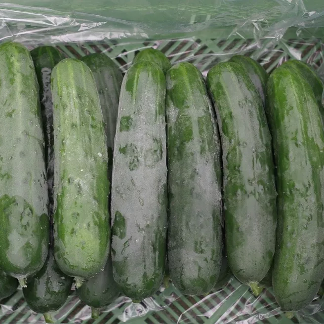 Concombre Marketmore BIO