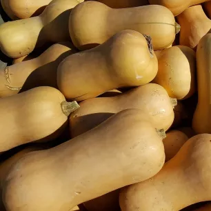 Courge Waltham Butternut BIO