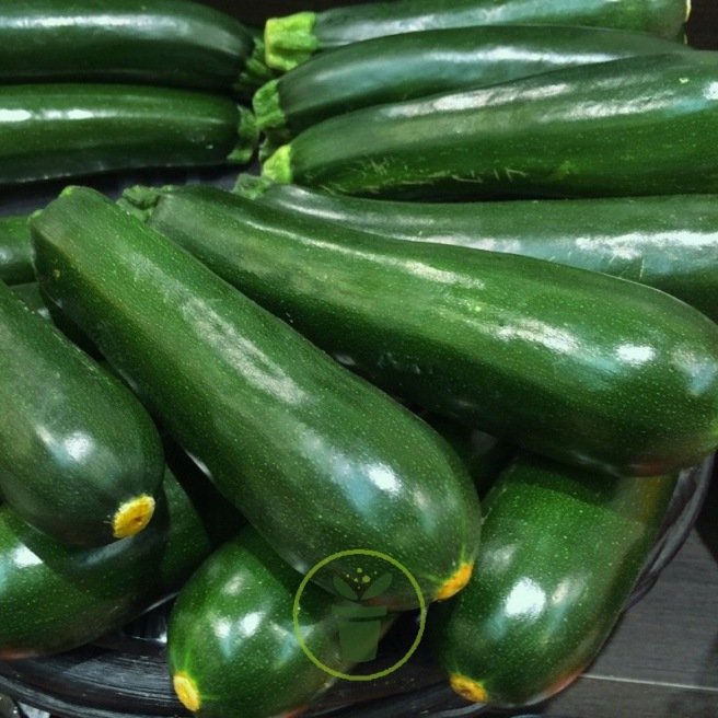 COURGETTE Black beauty Bio - La Semence Bio