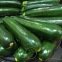 Courgette Black Beauty BIO 2 grammes