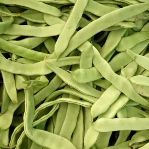 Haricot nain mangetout Maxi BIO 20 grammes