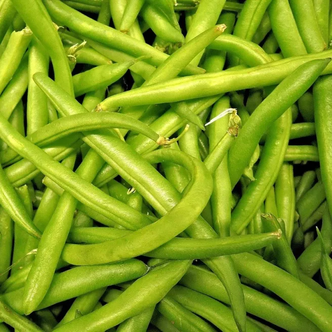 Haricot nain mangetout Maxi BIO 20 grammes