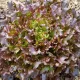 Laitue à couper Red Salad Bow BIO