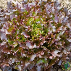 Laitue à couper Red Salad Bow BIO