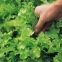 Laitue à couper Salad Bow verte BIO