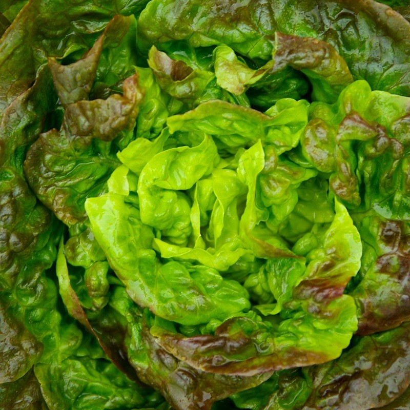 60 Graines de Laitue Merveille d'hiver Méthode BIO plante salade légumes potager 