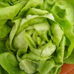 Laitue pommée Reine de Mai BIO