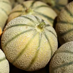 Melon sucré Canteloupe Charentais BIO 0,3 gramme