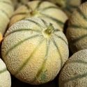 Melon sucré Canteloupe Charentais BIO 0,5 gramme
