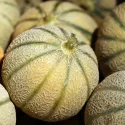 Melon sucré Canteloupe Charentais BIO 0,3 gramme
