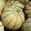 Melon sucré Canteloup Charantais BIO