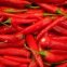 Piment de Cayenne BIO 0,25 gramme