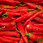 Piment de Cayenne BIO