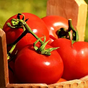 Tomate Ace 55 VF BIO