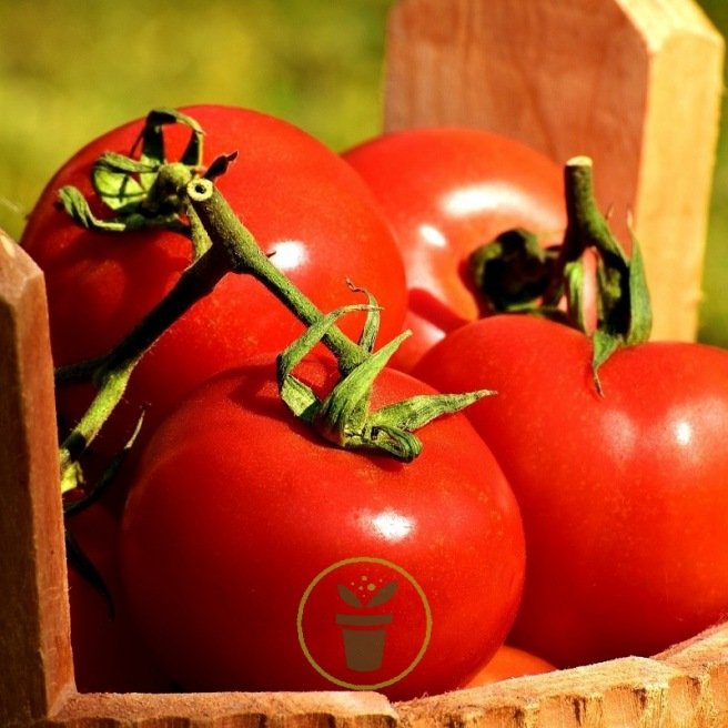 Tomate ACE 55 VF – très résistante aux maladies| Graines biologiques