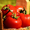Tomate Ace 55 VF BIO