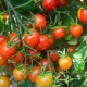 Tomate Cerise BIO