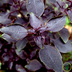 Basilic de Geneovese BIO