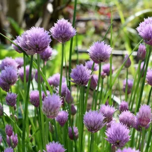 Ciboulette Prager BIO