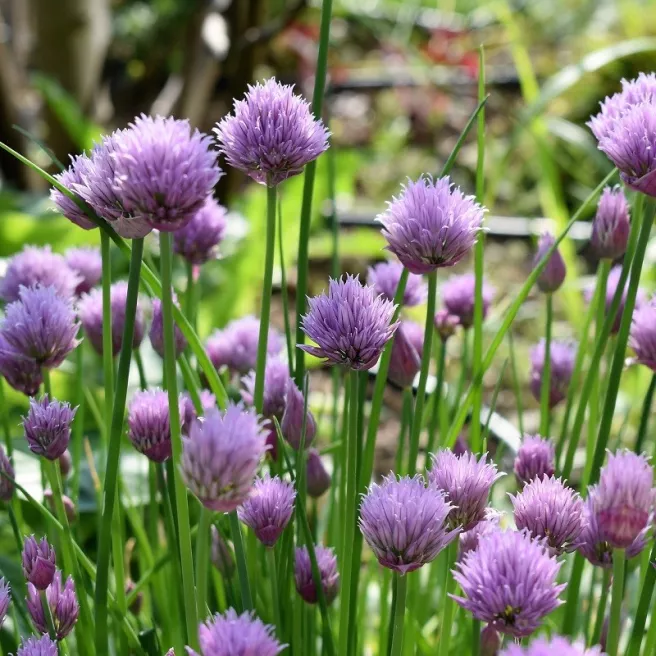 Ciboulette Prager BIO