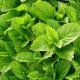 Graines de Melisse officinale BIO