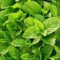 Melisse officinale BIO 0,25 gramme