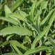 Sauge officinale BIO