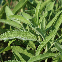 Sauge officinale BIO en graines, plante aromatique vivace Salvia officinalis au feuillage parfumé