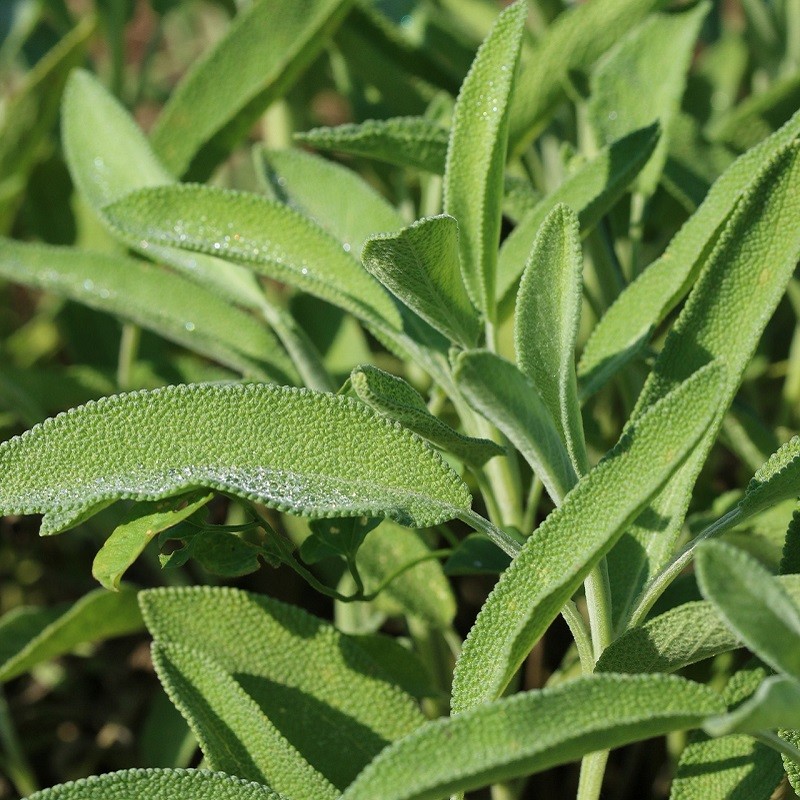 Sauge officinale graines Biologique – Salvia officinalis