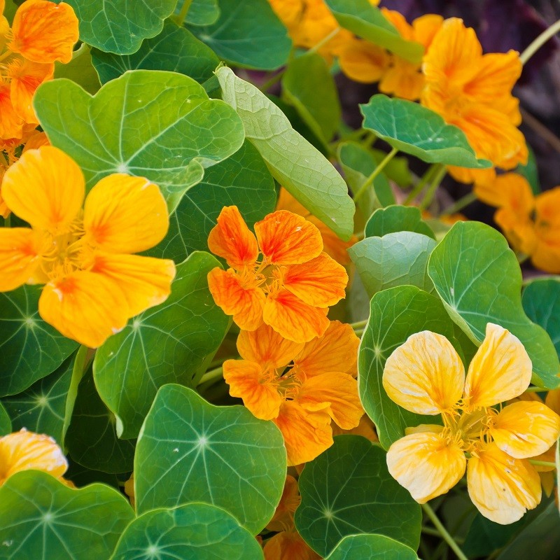 20 Graines de BELLE DE JOUR fleur plante grimpante coloré varié culture  facile Giardino e arredamento esterni AL8494885