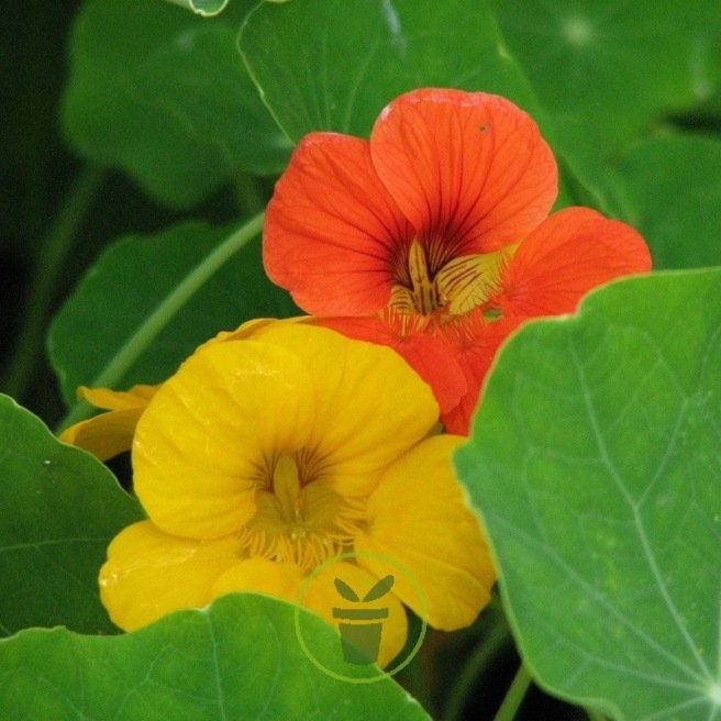 Capucine grimpante BIO Capucine grimpante BIO