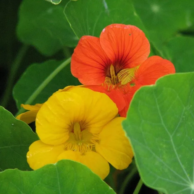 Capucine grimpante BIO