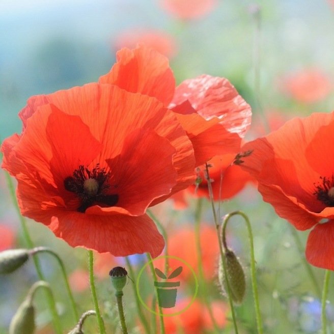 Coquelicot Poppy BIO