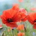 Coquelicot Poppy BIO 0,25 gramme (+/- 2000 graines)