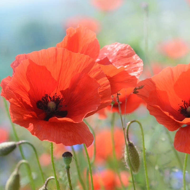 Coquelicot Poppy Papaver Rhoeas Graines Biologique A Semer Coquelicot Poppy Papaver Rhoeas Graines Biologique A Semer