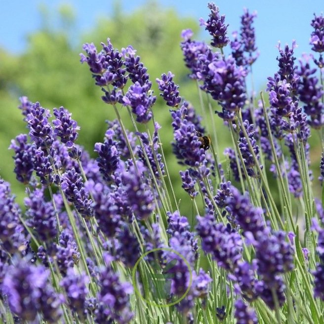 Graines de Lavande vraie BIO  Lavandula angustifolia BIO - Mellifère