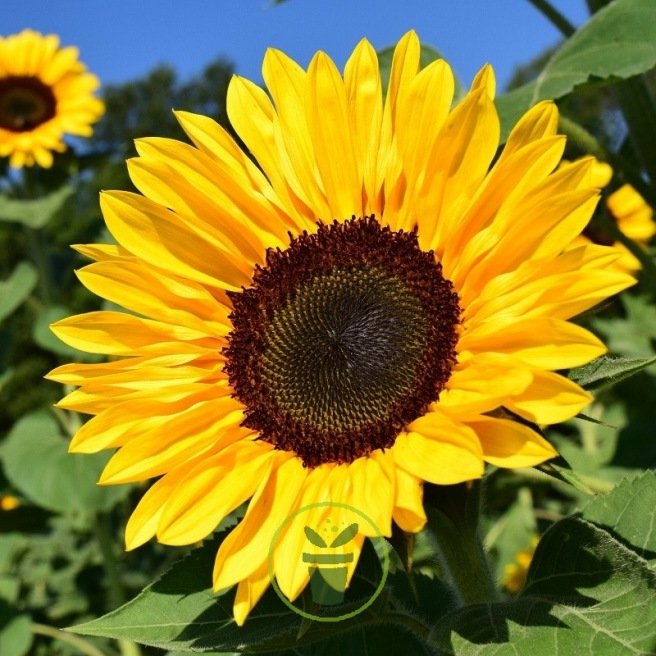 Graines de Tournesol géant BIOLOGIQUE – Le soleil dans votre jardin