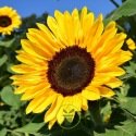 Tournesol (soleil) BIO +/- 50 graines