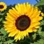Tournesol (soleil) géant BIO
