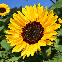 Graines de tournesol géant BIO en sachet – grande fleur jaune mellifère à semer au jardin