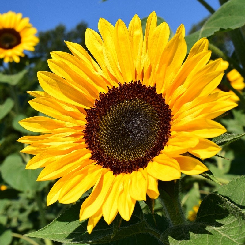 Graines De Tournesol Geant Biologique Le Soleil Dans Votre Jardin