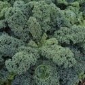 Chou frisé - Chou Kale BIO 0,4 gramme