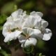 Géranium droit White : blanc