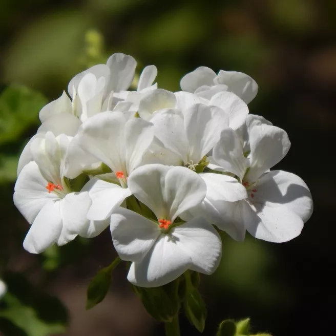 Géranium droit White : blanc