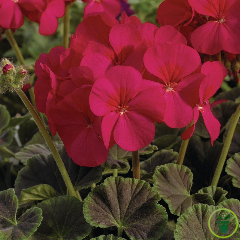 Géranium droit Deep Rose : rose soutenu (cherry)